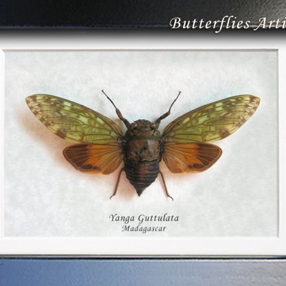 Yanga Guttulata Madagascan Endemic Cicada Framed Entomology Collectible Shadowbox