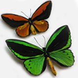 Butterflies Sets