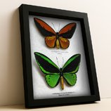 ✔️ Butterflies Sets