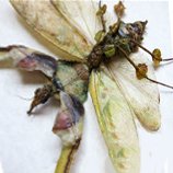 Grasshopper Mantis Bees