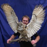 ✔️ Taxidermy Birds Insects