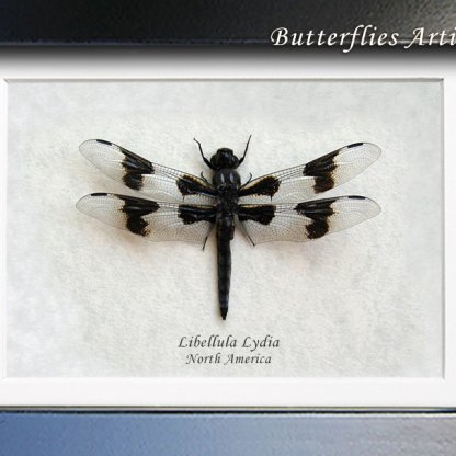 Libellula Lydia Real Long-tailed Skimmer Dragonfly Framed Entomology Shadowbox