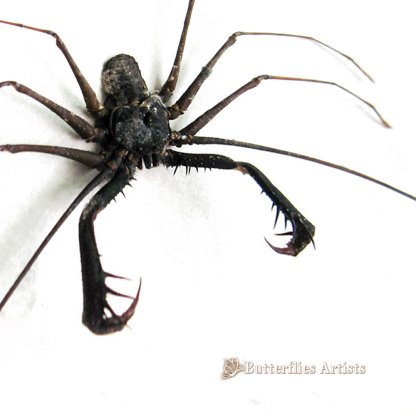 • Acanthophrynus Coronatus Cave Spider Tailless Whip Scorpion Framed Natural History Shadowbox Display