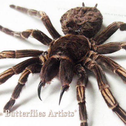 • Acanthoscurria Juruenicola Female Brazilian Orange Banded Tarantula Framed Taxidermy Shadowbox Display