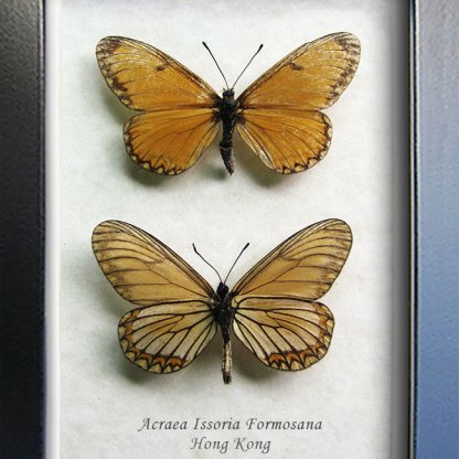 Acraea Issoria Yellow Coster Real Butterflies Set Framed Entomology Shadowbox