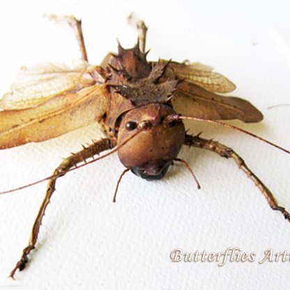 Acridoxena Hewiana Dragon Head Real Bush Cricket Framed Entomology Shadowbox