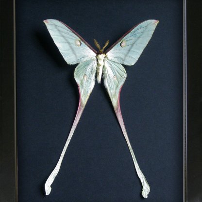 Actias Chapae XL Rare Celestial Moon Moth Real Framed Entomology Shadowbox
