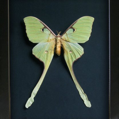 Actias Maenas XL Female Malaysian Moon Real Moth Framed Entomology Shadowbox