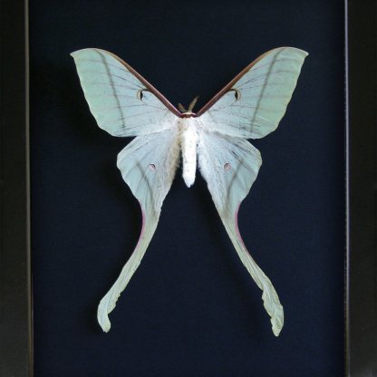 Actias Rhodopneuma XL Female Rare Pink Spirit Moth Framed Entomology Shadowbox