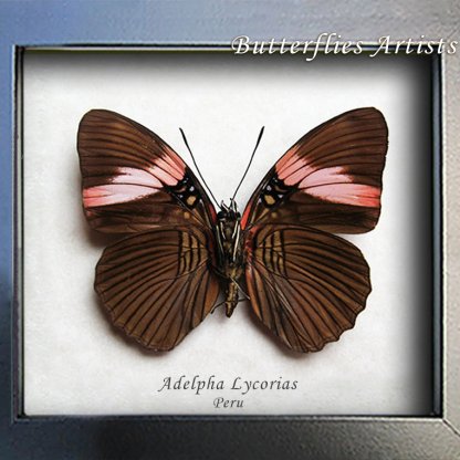 Adelpha Lycorias Pink Banded Sister Real Butterfly Framed Entomology Shadowbox
