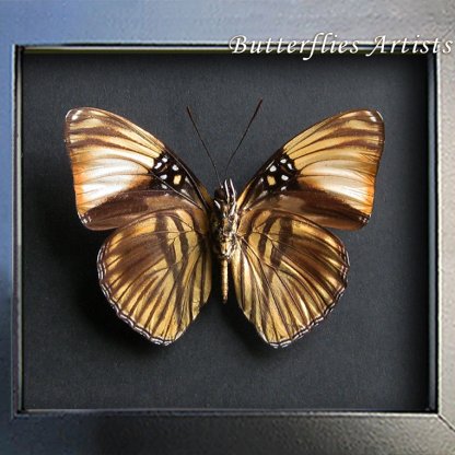 Adelpha Melanthe Rare Rayed Sister Real Butterfly Framed Entomology Shadowbox