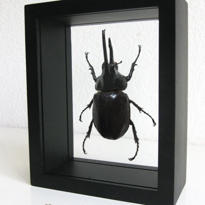 African Rhino Augosoma Centaurus XL Real Beetle Entomology Double Glass Display