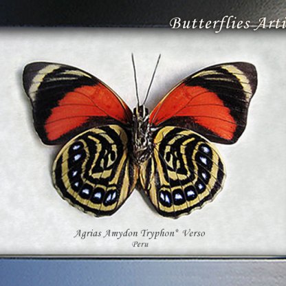 Agrias Amydon RARE Red White Spotted Verso Butterfly Framed Entomology Shadowbox