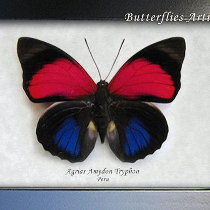 Agrias Amydon RARE White Spotted Real Butterfly Framed Entomology Collectible Shadowbox