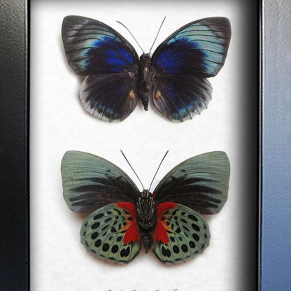 Agrias Beata Beatifica Rare Set Peruvian Butterflies Framed Entomology Shadowbox
