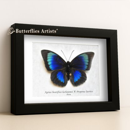 • Agrias Beatifica Lachaumei × Prepona Laertes Hybrid Very Rare Electric Blue Emerald Butterfly Framed Entomology Shadowbox