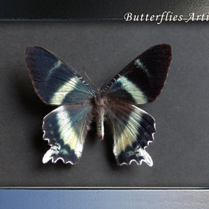 • Alcides Orontes Day-Flying Uraniid Moth High-Contrast Framed Shadowbox Display