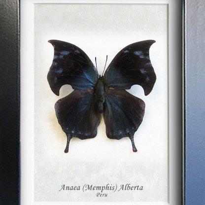 Anaea Memphis Alberta Blue Hatchet Wing Butterfly Framed Entomology Shadowbox