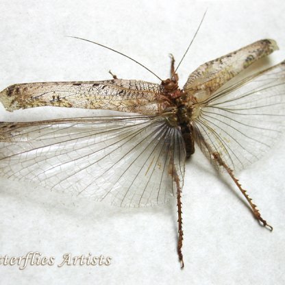 Anaphidna Species Rare Real Moss Katydid Framed Entomology Shadowbox
