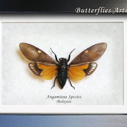 Angamiana Species Rare Real Orange Cicada Framed Entomology Collectible Shadowbox