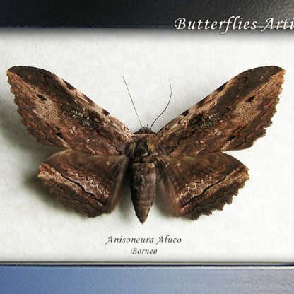 Anisoneura Aluco Real Bark Moth Framed Entomology Museum Quality Shadowbox
