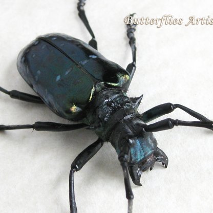 Anoplophora Sollii XL Rare Turquoise Longhorn Beetle Framed Entomology Shadowbox