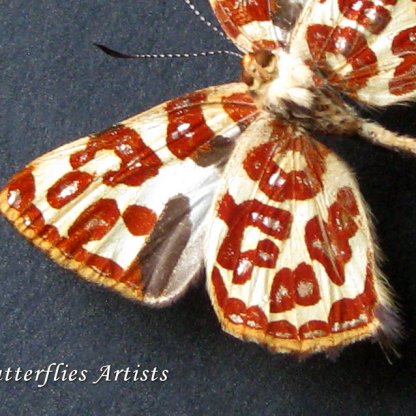 Anteros Kupris Rare Great Goldmark Real Butterfly Framed Entomology Shadowbox