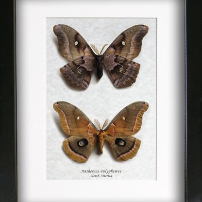 Antheraea Polyphemus Purplish Eyespots Silk Moths Entomology Collectible Shadowbox