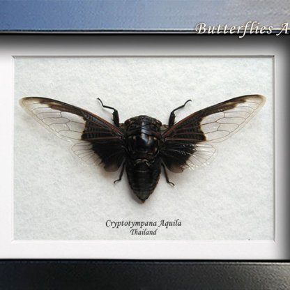Cryptotympana Aquila Real Batwing Cicada Framed Entomology Collectible Shadowbox
