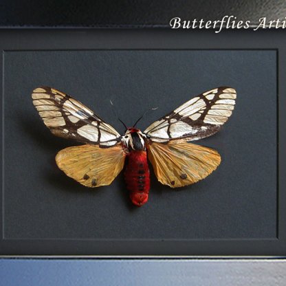 Areas Galactina XL Real Tiger Moth Framed Entomology Museum Quality Shadowbox