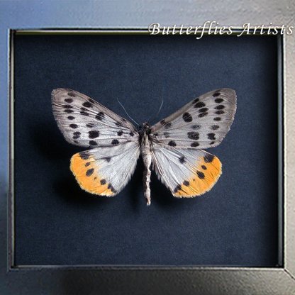 Arichanna Jaguararia Rare Ice Blue Yellow Real Moth Framed Entomology Shadowbox