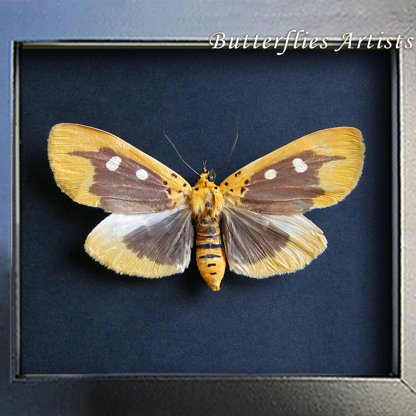 Asota Javana Erebidae Real Snouted Tiger Moth Framed Entomology Shadowbox