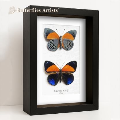 •Asterope Markii Verso & Front Orange Dotted Glory Set Butterflies Framed Entomology Shadowbox Display