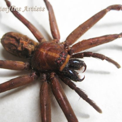 Australian Spider Jungle Huntsman Heteropoda Jugulans Framed Entomology Display