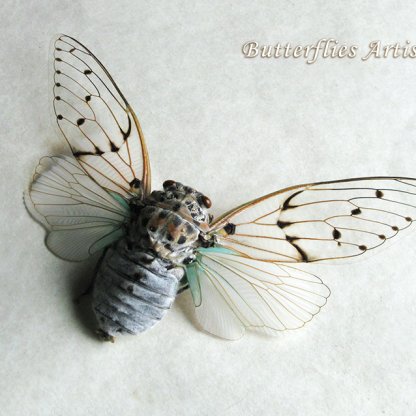 Ayuthia Spectabilis White Ghost Cicada Taxidermy Framed Entomology Shadowbox