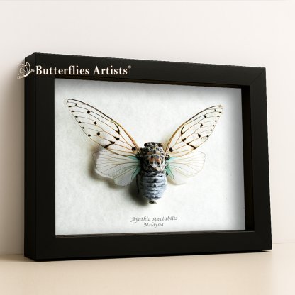 •Ayuthia Spectabilis Real White Ghost Cicada Framed Entomology Shadowbox Display