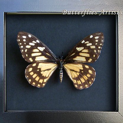 Baronia Brevicornis Female Short-horned Real Butterfly Framed Entomology Display