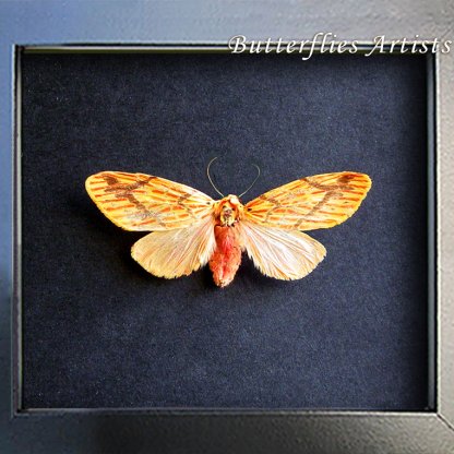 Barsine Striata Rosy Footman Moth Real Erebidae Framed Entomology Shadowbox