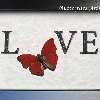 Be Mine Valentine Red Heart Real African Butterfly Cymothoe Sangaris Shadowbox