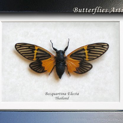 Becquartina Electa Real Cicada Butterfly Framed Entomology Collectible Shadowbox