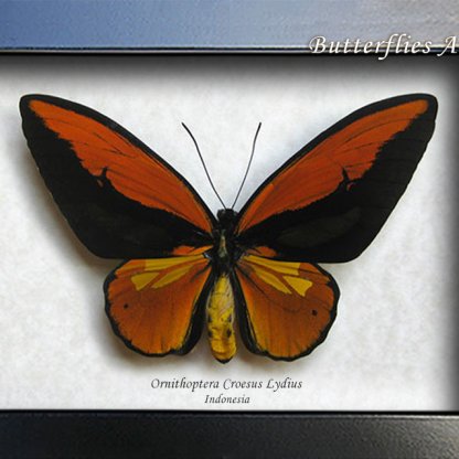 Birdwing Butterfly Ornithoptera Croesus Lydius XXL Framed Entomology Shadowbox