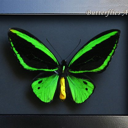 Birdwing Butterfly Ornithoptera Priamus Poseidon XL Framed Entomology Shadowbox