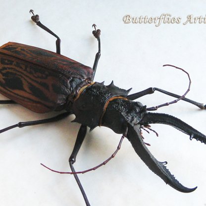 Black Form Macrodontia Cervicornis XXL Rare Beetle Framed Entomology Shadowbox