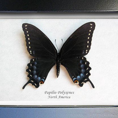 Black Swallowtail Papilio Polyxenes Real Butterfly Framed Entomology Shadowbox