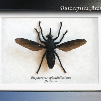 Blepharotes Splendidissimus Giant Blue Robber Fly Framed Entomology Shadowbox