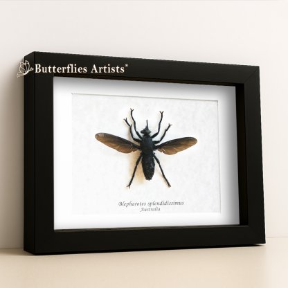 •Blepharotes Splendidissimus Rare Giant Robber Fly Framed Entomology Shadowbox Display
