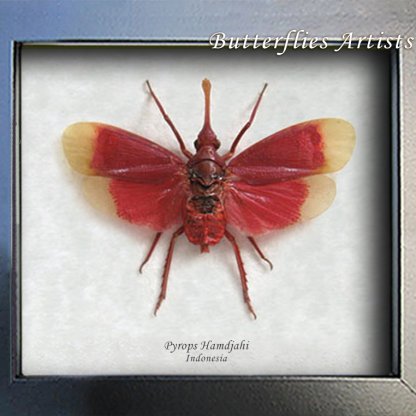 Blood Red Pyrops Hamdjahi Real Lanternfly Entomology Collectible Shadowbox