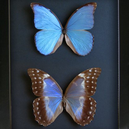 Blue Morpho Menelaus Asarpai Pair Real Butterflies Framed Entomology Shadowbox