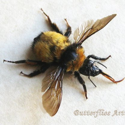 Bombus Impatiens Real Large Eastern Bumblebee Framed Entomology Shadowbox