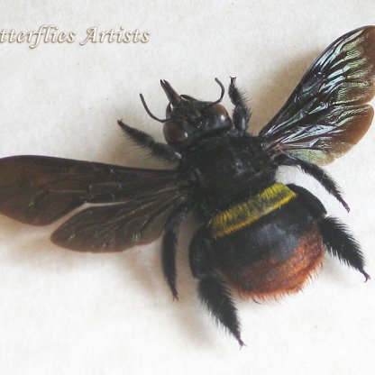 Bombus Rupestris Real Red-tailed Cuckoo Bumblebee Framed Entomology Shadowbox